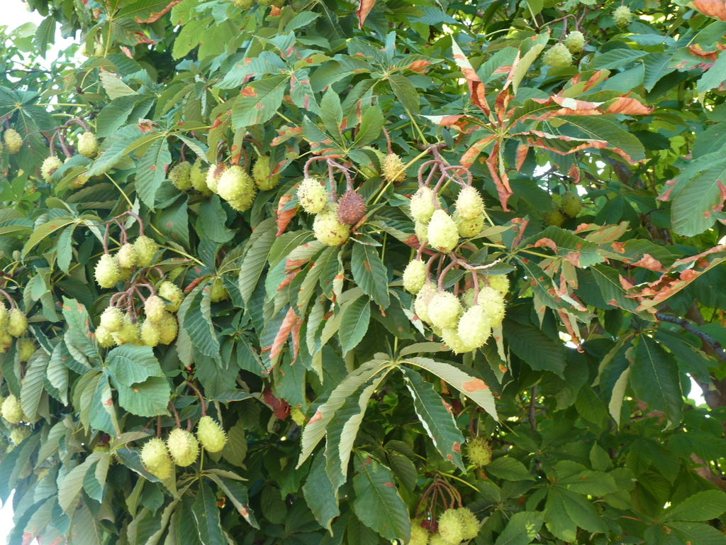 No s'ha trobat l'arxiu